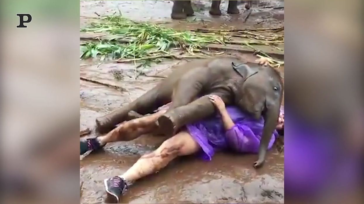 Turista si rotola nel fango insieme ad un cucciolo di elefante | video