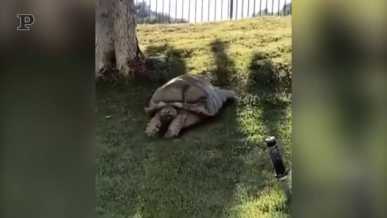 Dolce tartaruga si diverte a scivolare sul prato | video