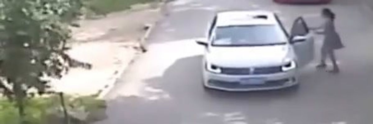 Scende dall'auto e viene sbranata da una tigre al Safari Park | video