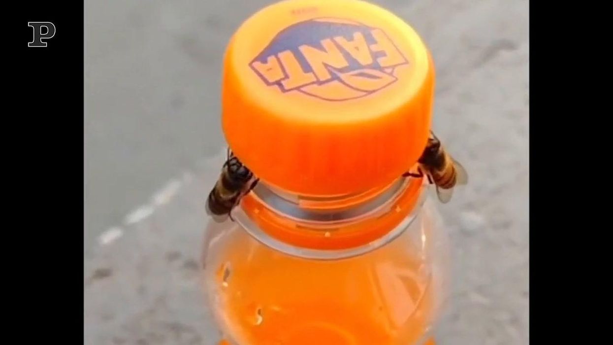 Due api aprono una bottiglietta di aranciata | video