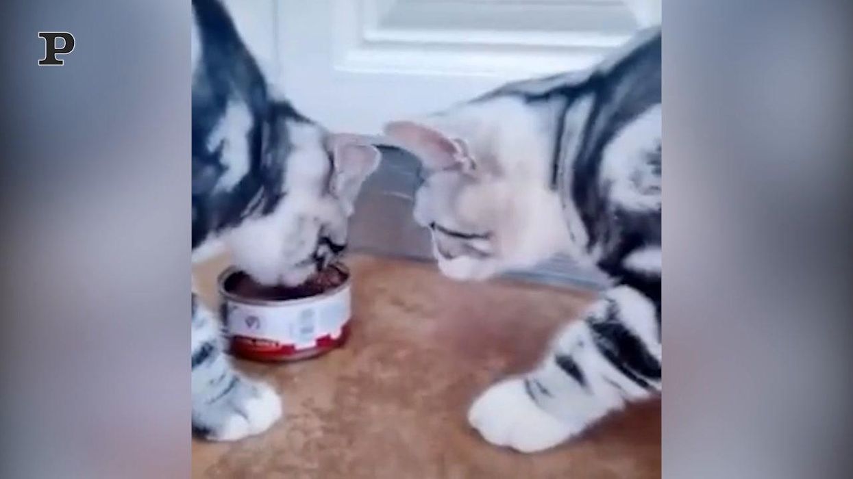 Due gatti condividono una porzione di cibo | Video