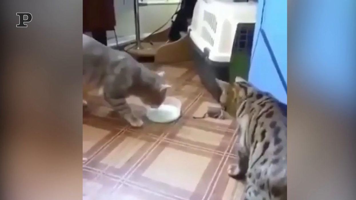 Due gatti e una ciotola del latte | video