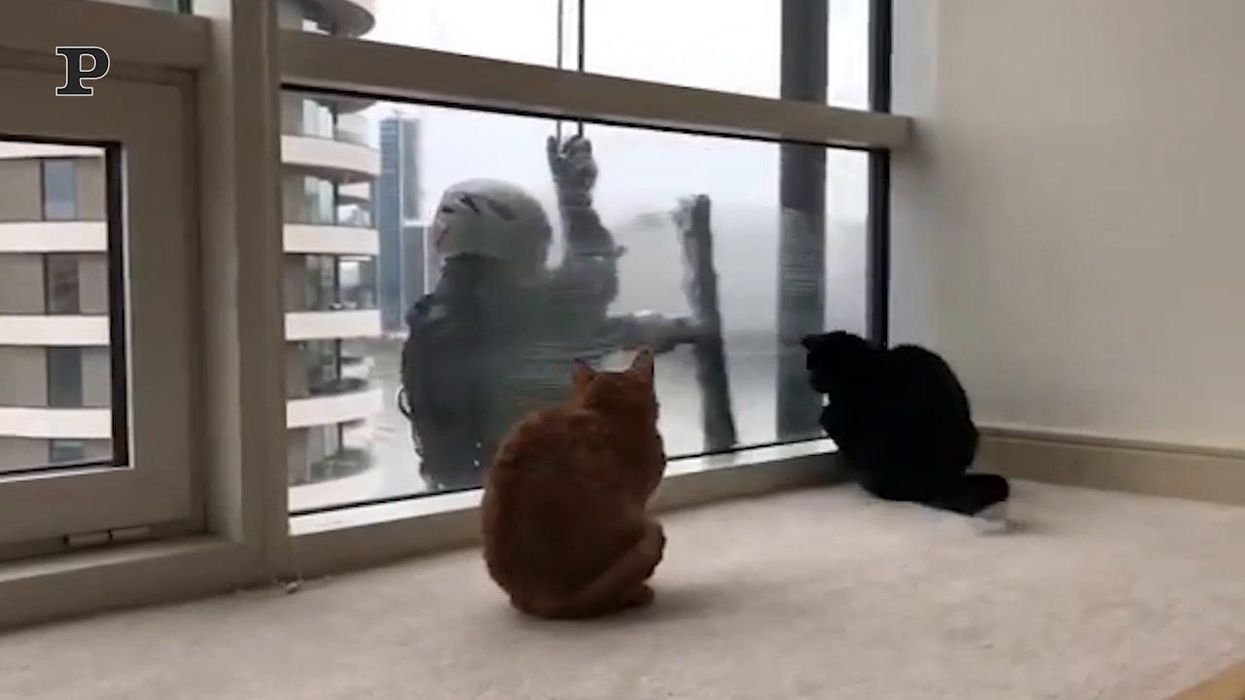 Due gatti fanno amicizia con un lavavetri | video