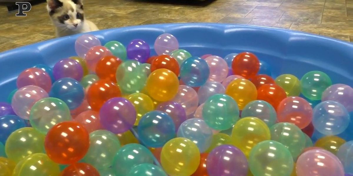 Due gatti si divertono a giocare nella piscina piena di palline | Video