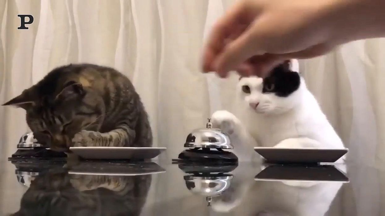Due gatti suonano la campanella per chiedere cibo | Video