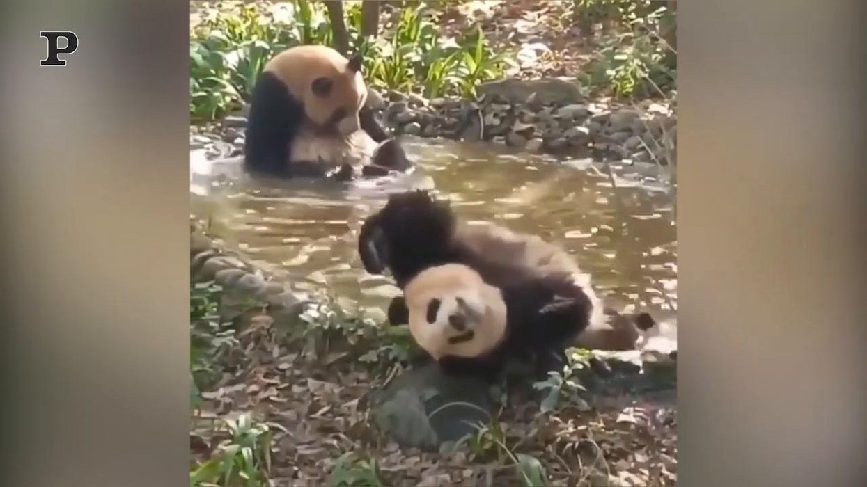 Due panda si godono il bagnetto | video