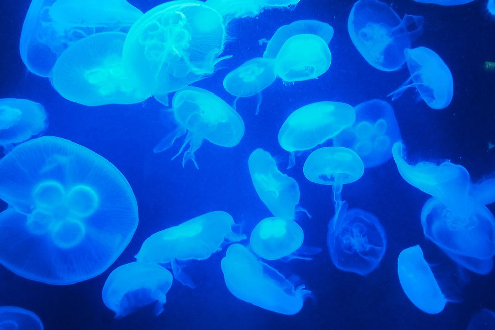 Allarme meduse giganti: 10 cose da sapere