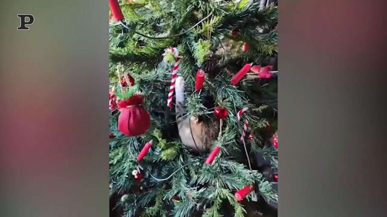 É guerra tra il gatto e l'Albero di Natale | Video