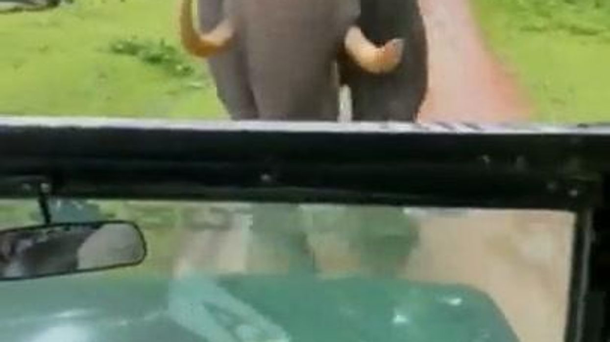 Elefante insegue jeep (in retromarcia) I video