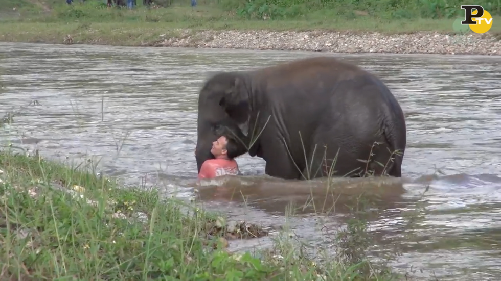 elefante salva uomo fiume video