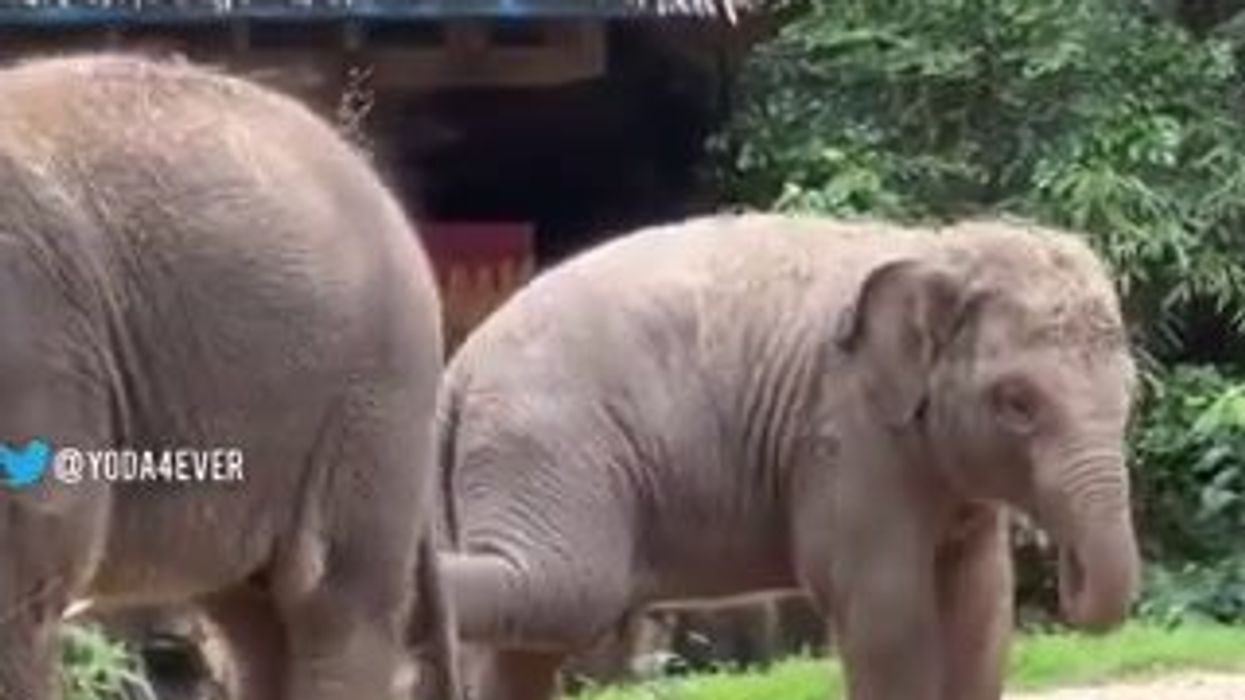 Elefanti giocherelloni