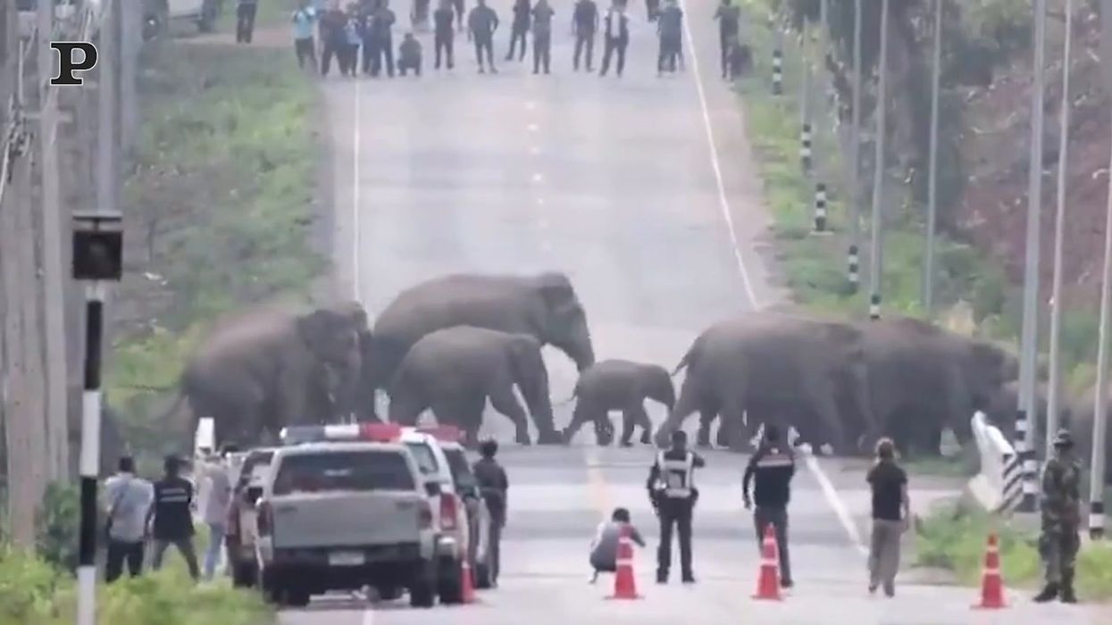 Fermare il traffico? Basta una mandria di elefanti