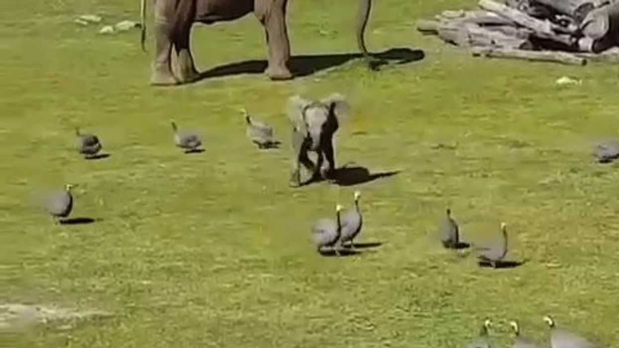 Elefantino gioca a rincorrere gli uccelli in un parco e inciampa su sé stesso | video