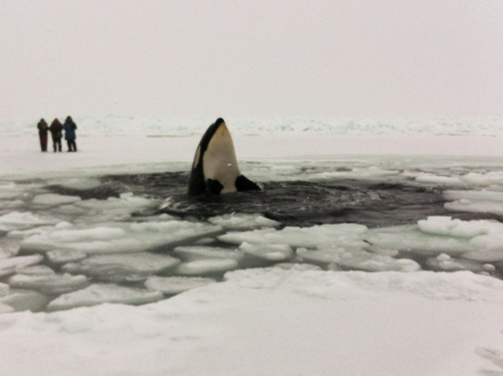 Orche intrappolate nel ghiaccio: finalmente libere