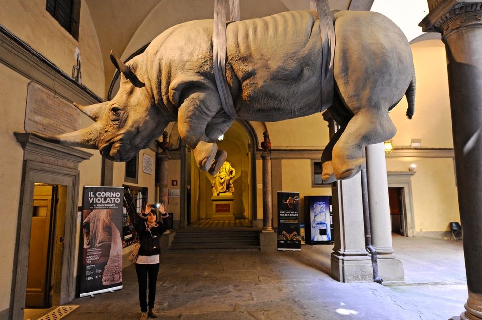Firenze: mostra 'Il corno violato. Il rinoceronte fra estinzione e superstizione'
