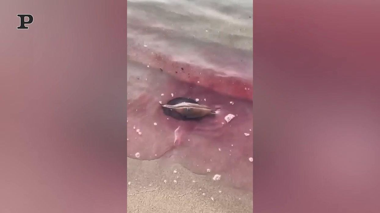 Fiumicino, lepri di mare perdono inchiostro sulla riva | Video
