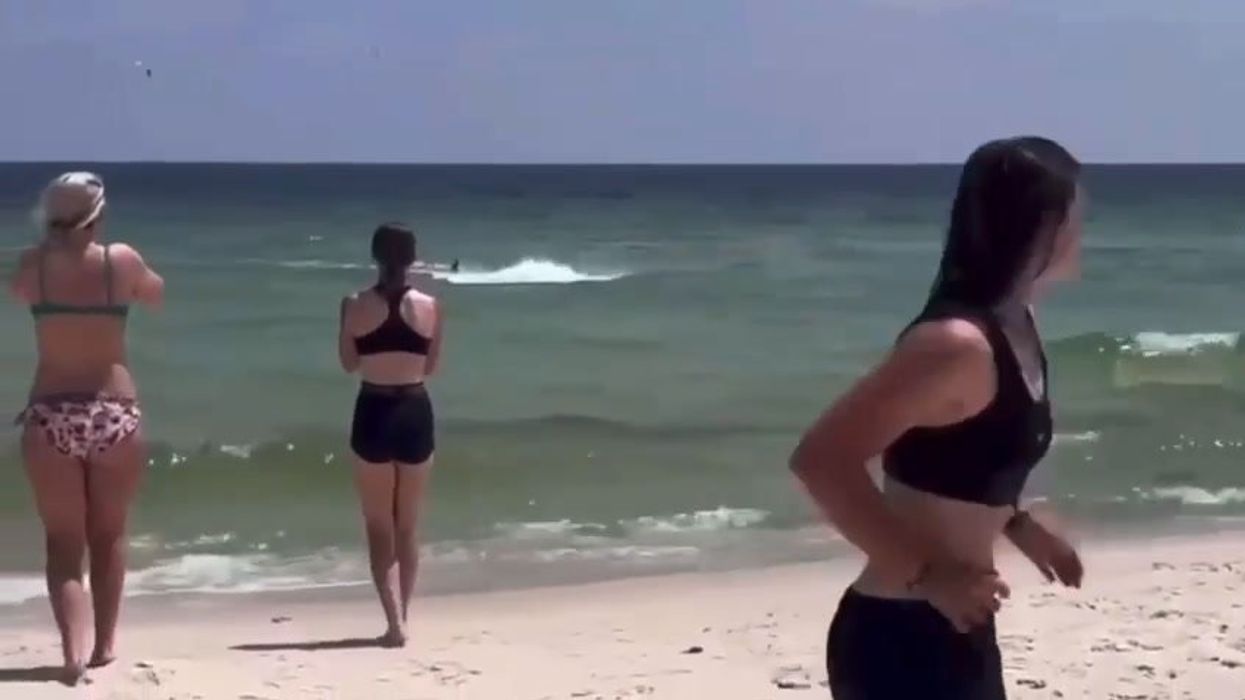 Florida, squalo a riva semina il panico tra i bagnanti in spiaggia | video