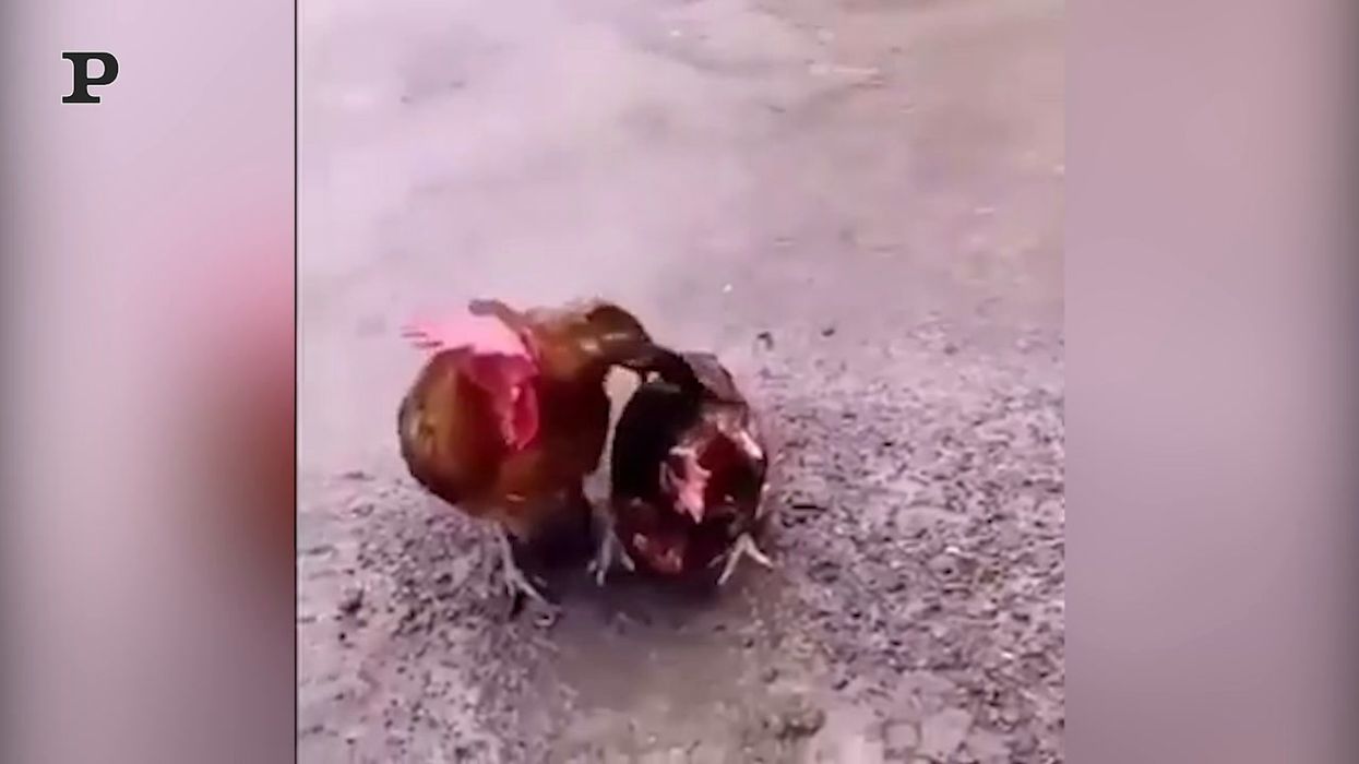 Gallo e gallina si abbracciano sotto la pioggia | video