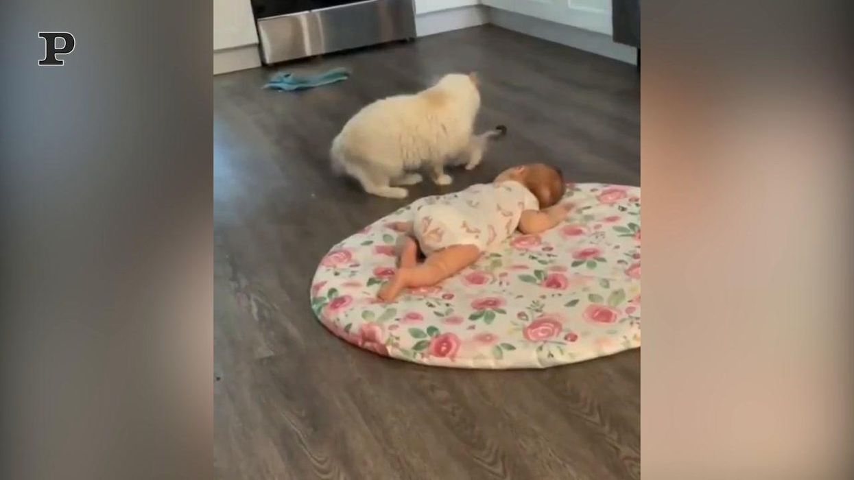 Gatta prende il suo cucciolo per presentarlo al bambino | video