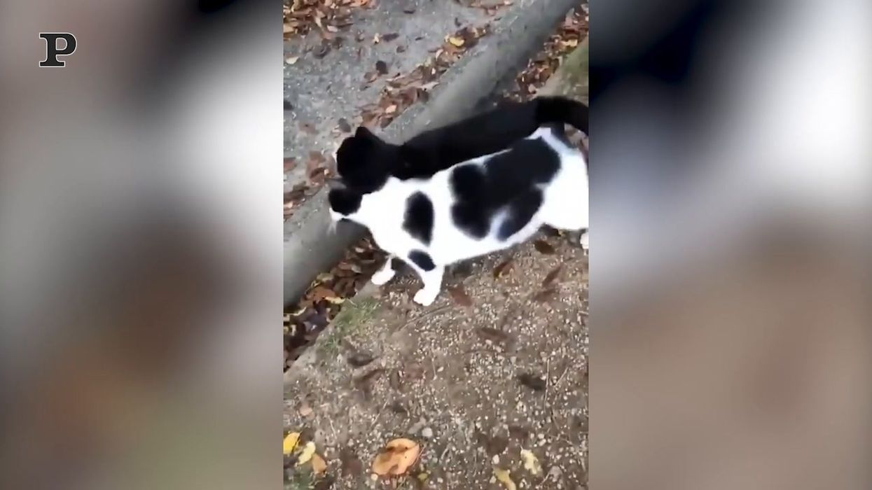Gatti coccoloni inseparabili, camminano insieme uno a fianco all'altro | video
