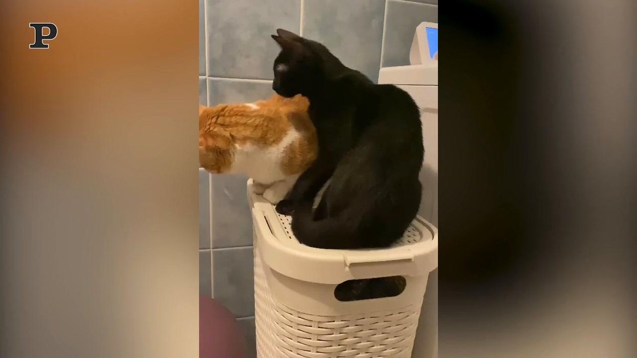 Gatto apparentemente tranquillo picchia il compagno | video