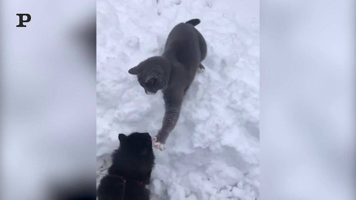 ​Cade la neve e volano sberle tra gatti | video