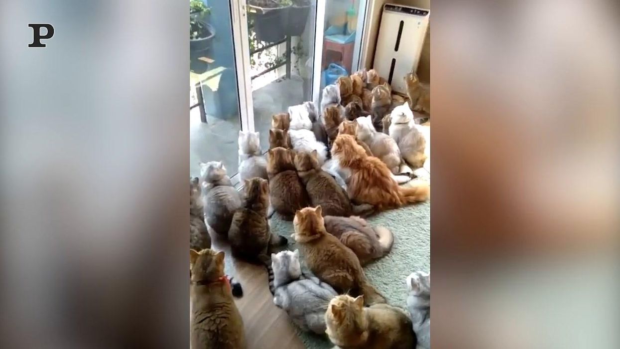 Gruppo di gatti ipnotizzato alla vista di un piccione | video