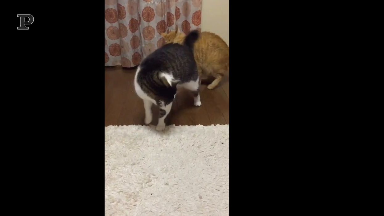 La lotta dei gatti a suon di zampate e colpi di coda sul musetto