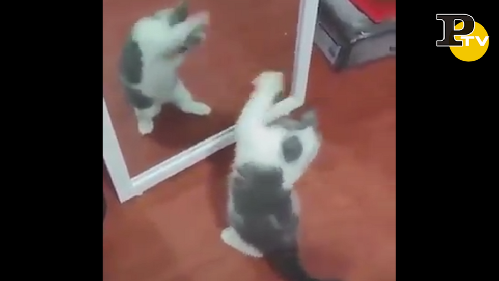 Gattino allo specchio video