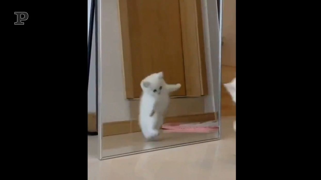 Il gatto allo specchio non si riconosce e si spaventa