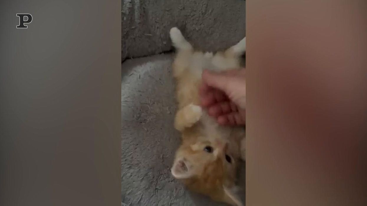 Gattino chiede le coccole al suo padrone | Video