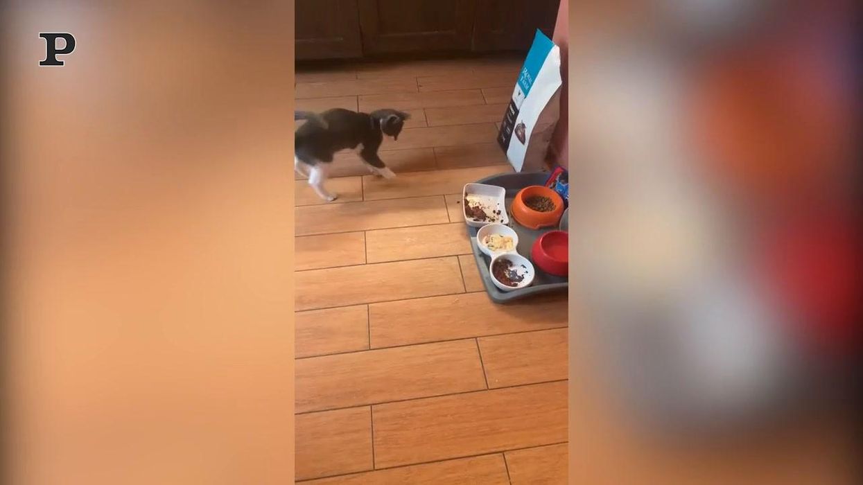 Gattino si emoziona nel provare diversi tipi di cibo | video