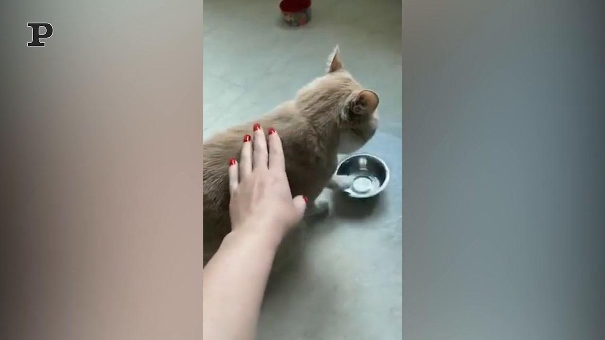 Gatto affamato chiede del cibo sbattendo la ciotola | video