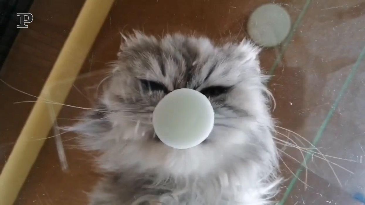 Gatto affamato lecca il latte dal tavolo | video