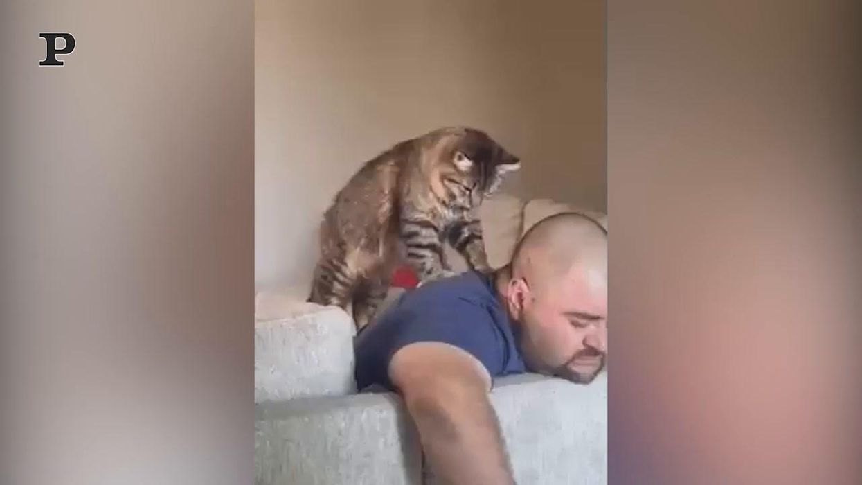 Gatto affettuoso fa un massaggio al suo padrone | Video