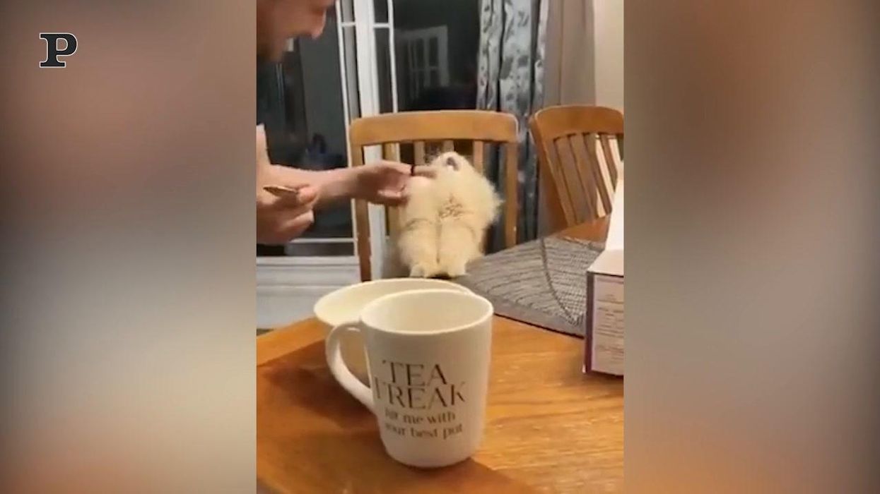 Gatto assaggia il gelato per la prima volta | video