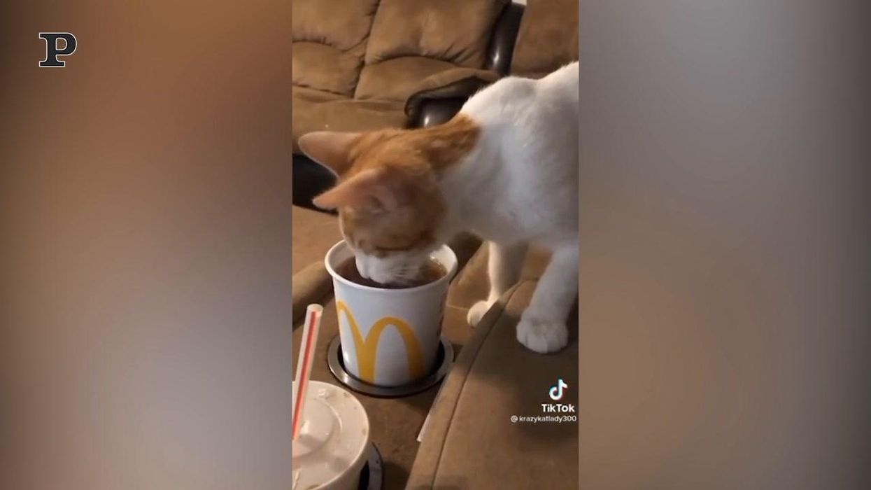 Gatto assaggia per la prima volta la Coca-Cola | video