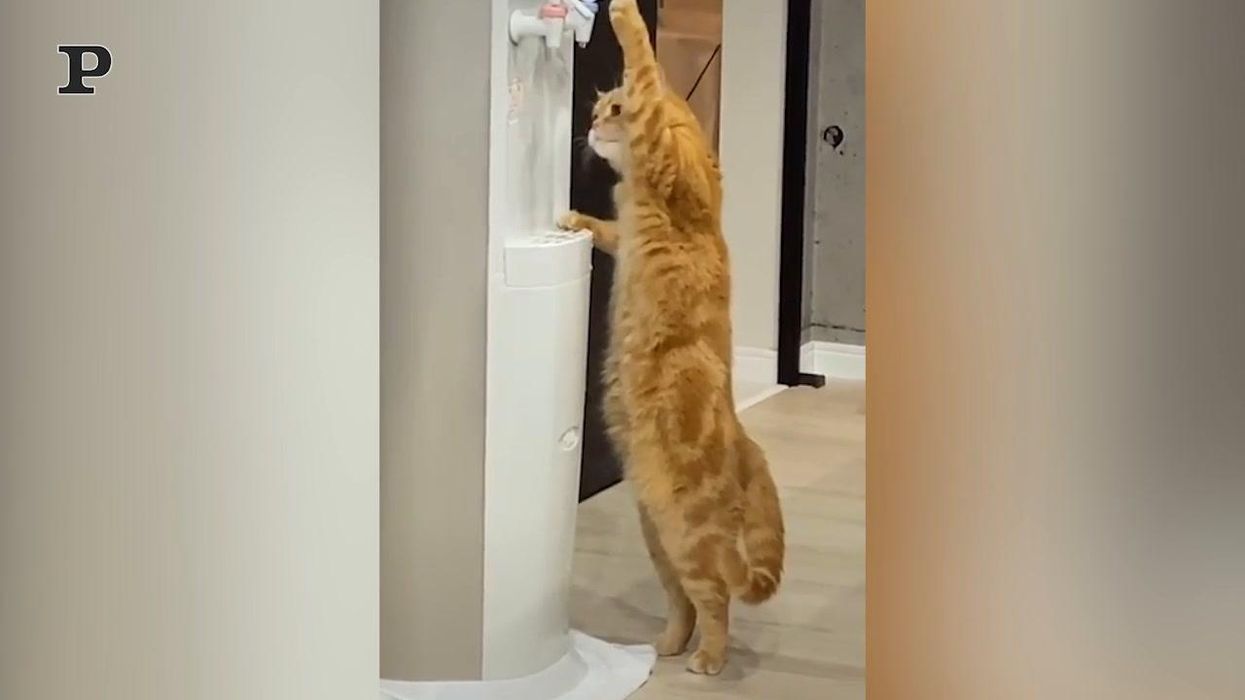 Gatto beve dal distributore | video