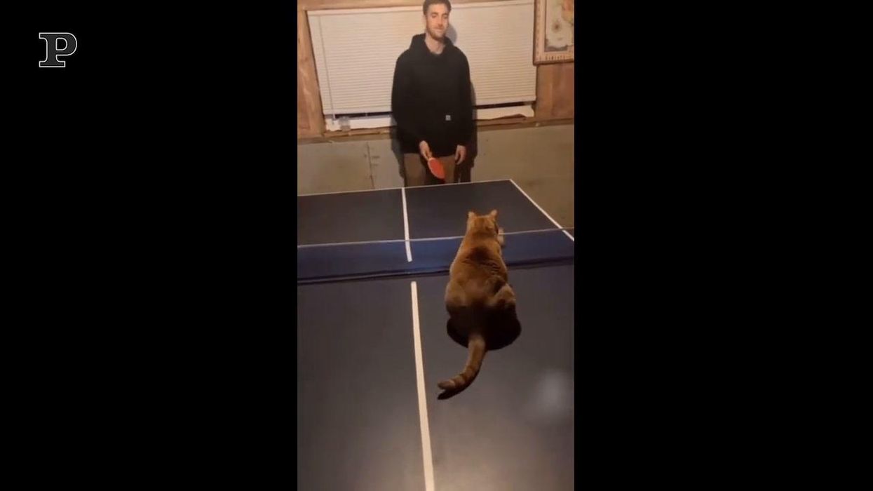 Gatto atletico gioca a Ping Pong | Video