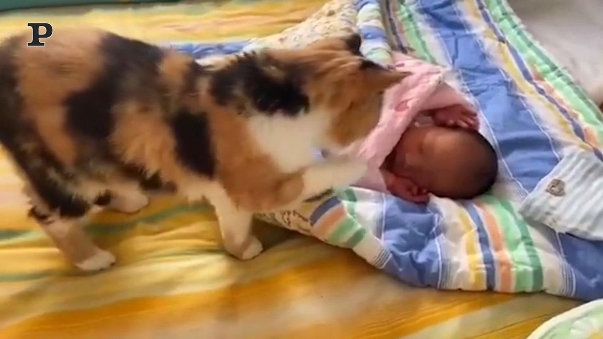 Gatto babysitter si prende cura di un neonato | video
