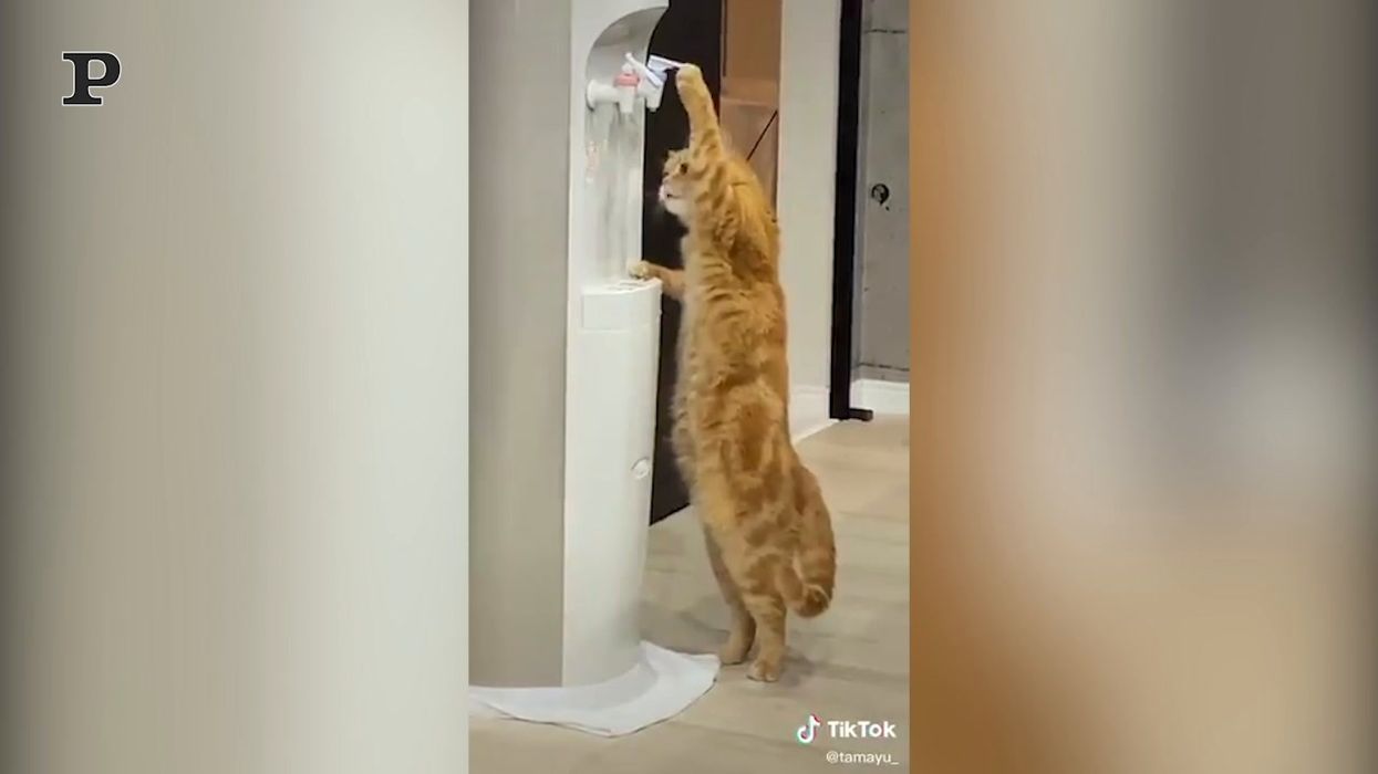Un gatto davvero intelligente