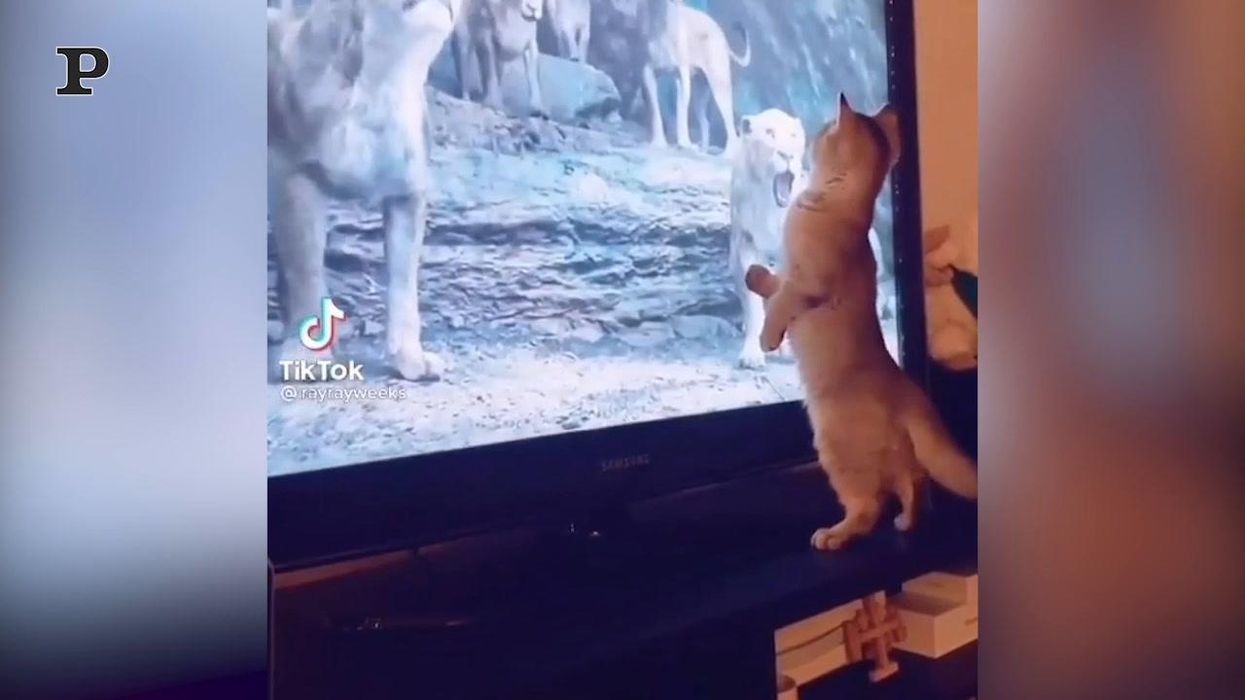 Gatto vede un leone in tv, si spaventa e cade dal mobile | video