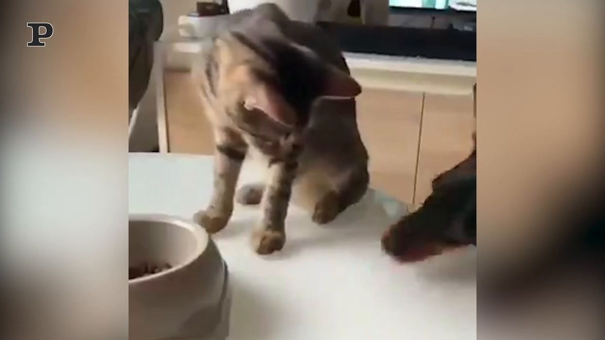 Gatto altruista condivide il suo cibo con il cane | video