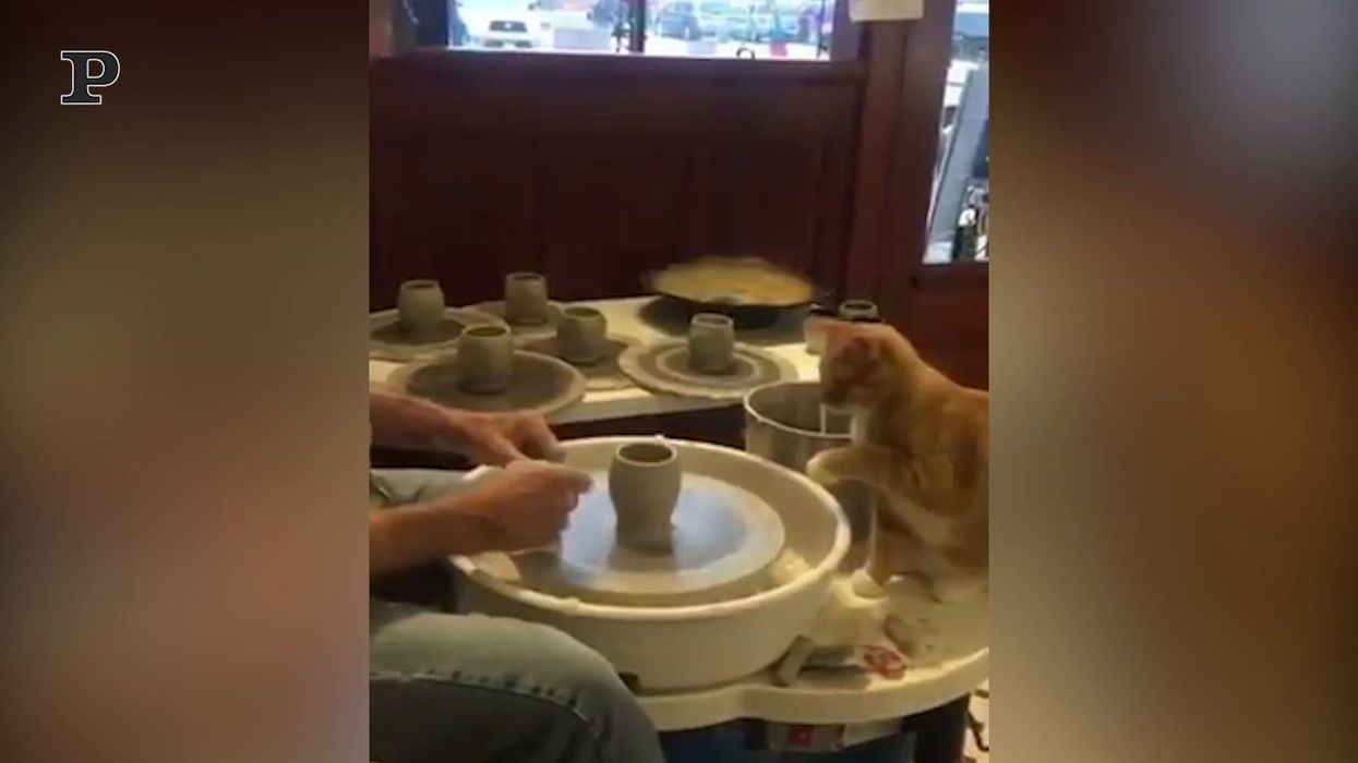Il gatto artista lavora la ceramica | video