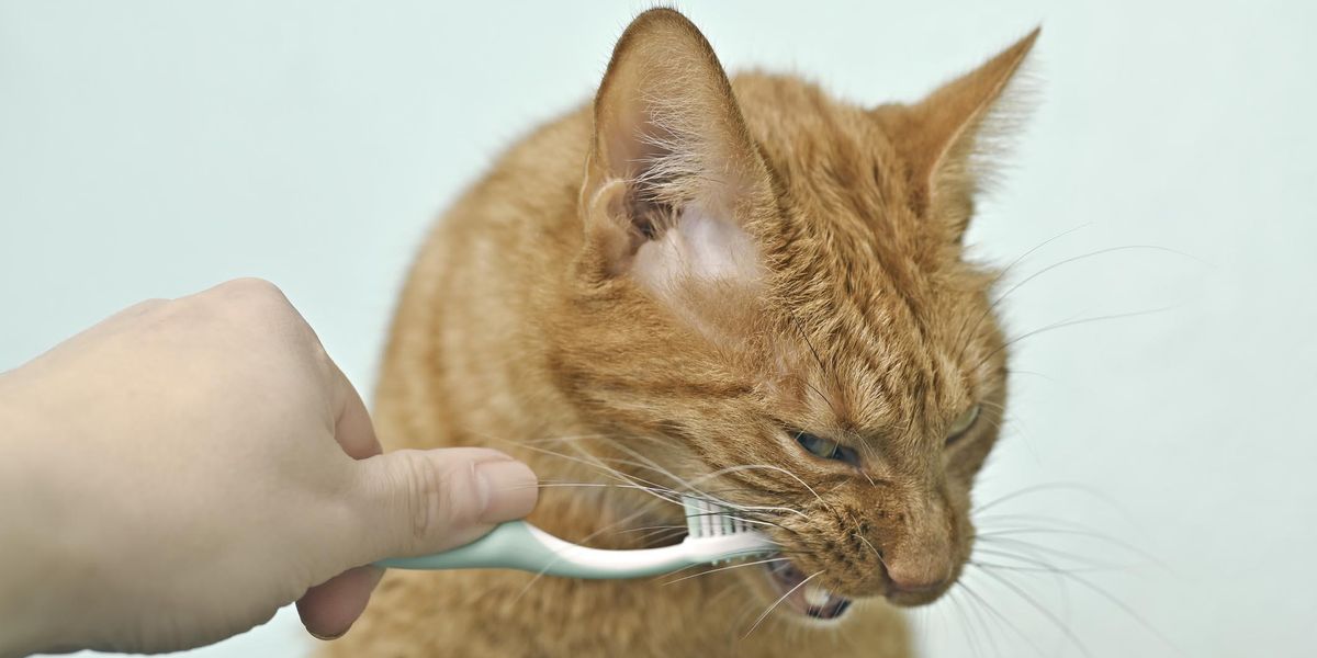 ​gatto che si lava i denti