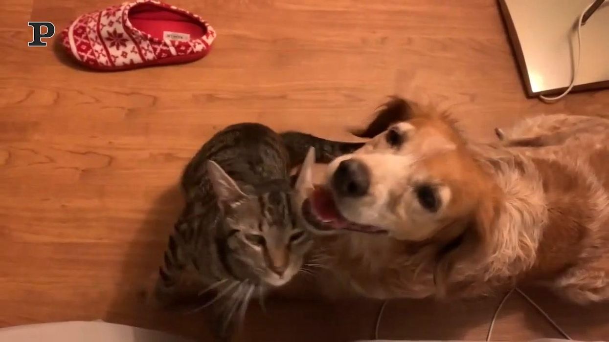 Gatto coraggioso conforta un cane durante una tempesta | video