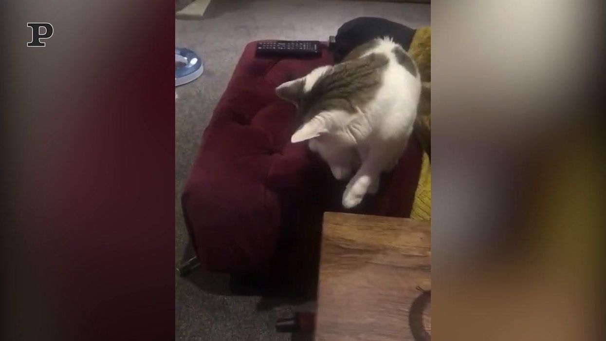 Gatto dispettoso testa la forza di gravità | video