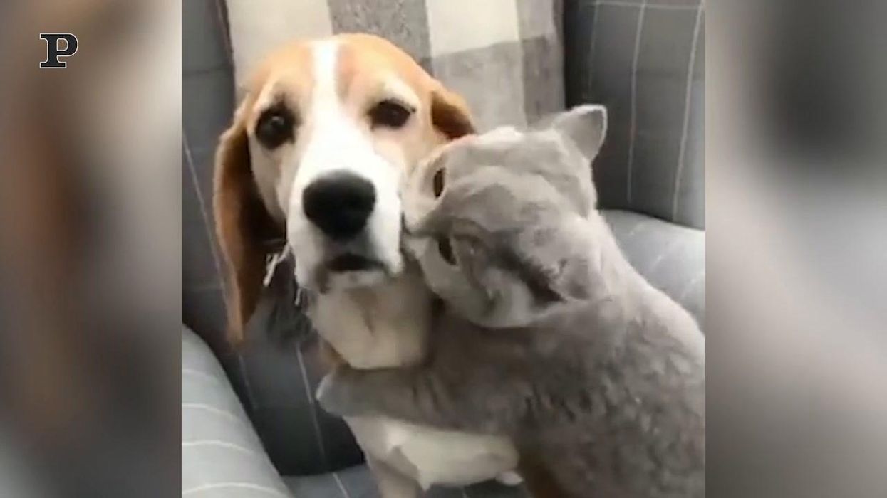 Gatto dolcissimo bacia ed abbraccia un cane | video