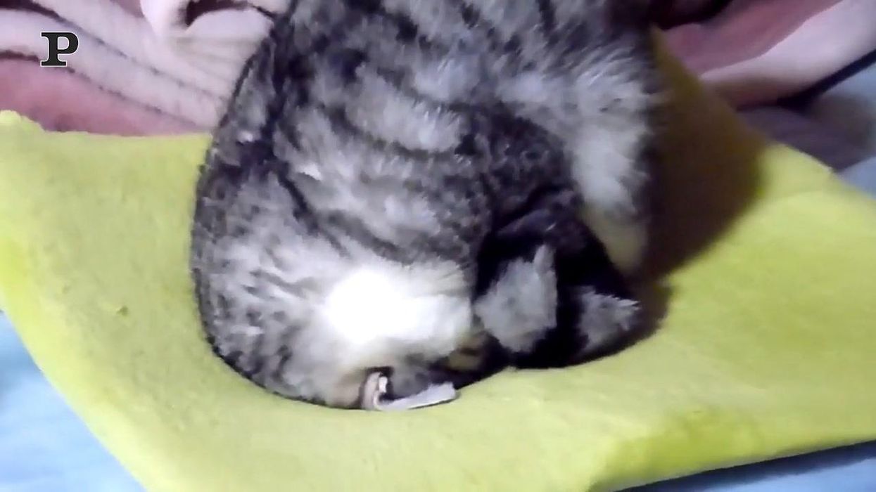 Gatto dorme come se stesse facendo yoga | video