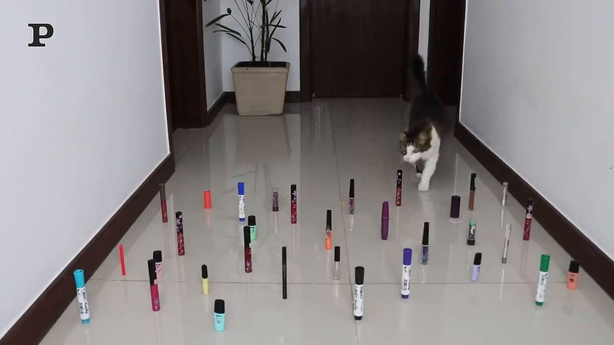 Gatto e cane gareggiano in un percorso ad ostacoli | video